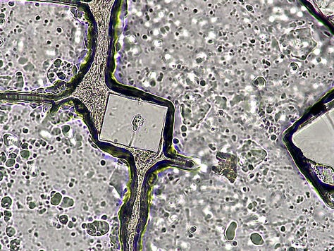 Nasal Sample developments