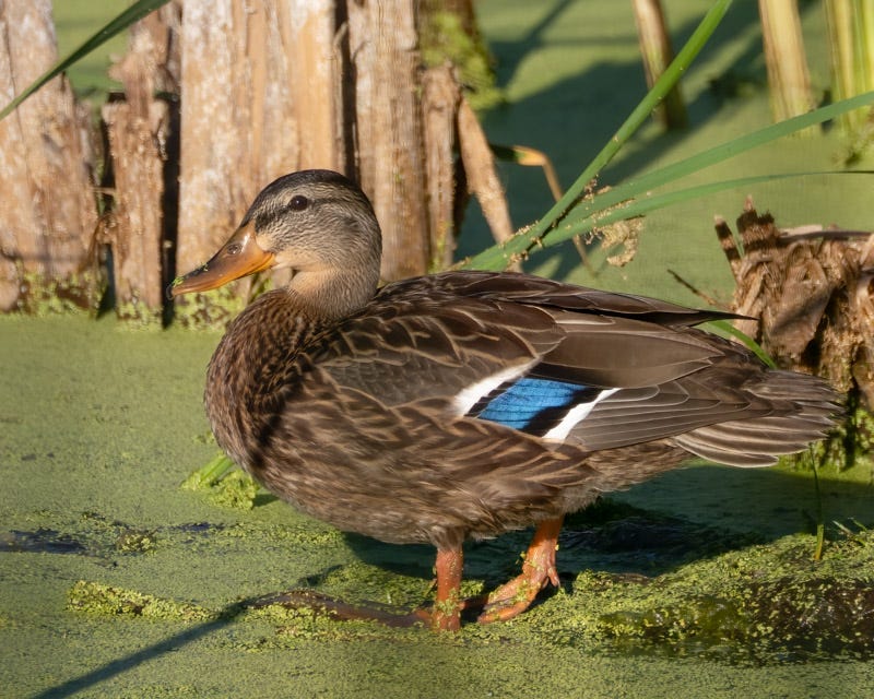 20250730-Sweetwater-196-Edit.jpg 20250730-Sweetwater-196-Edit.jpg