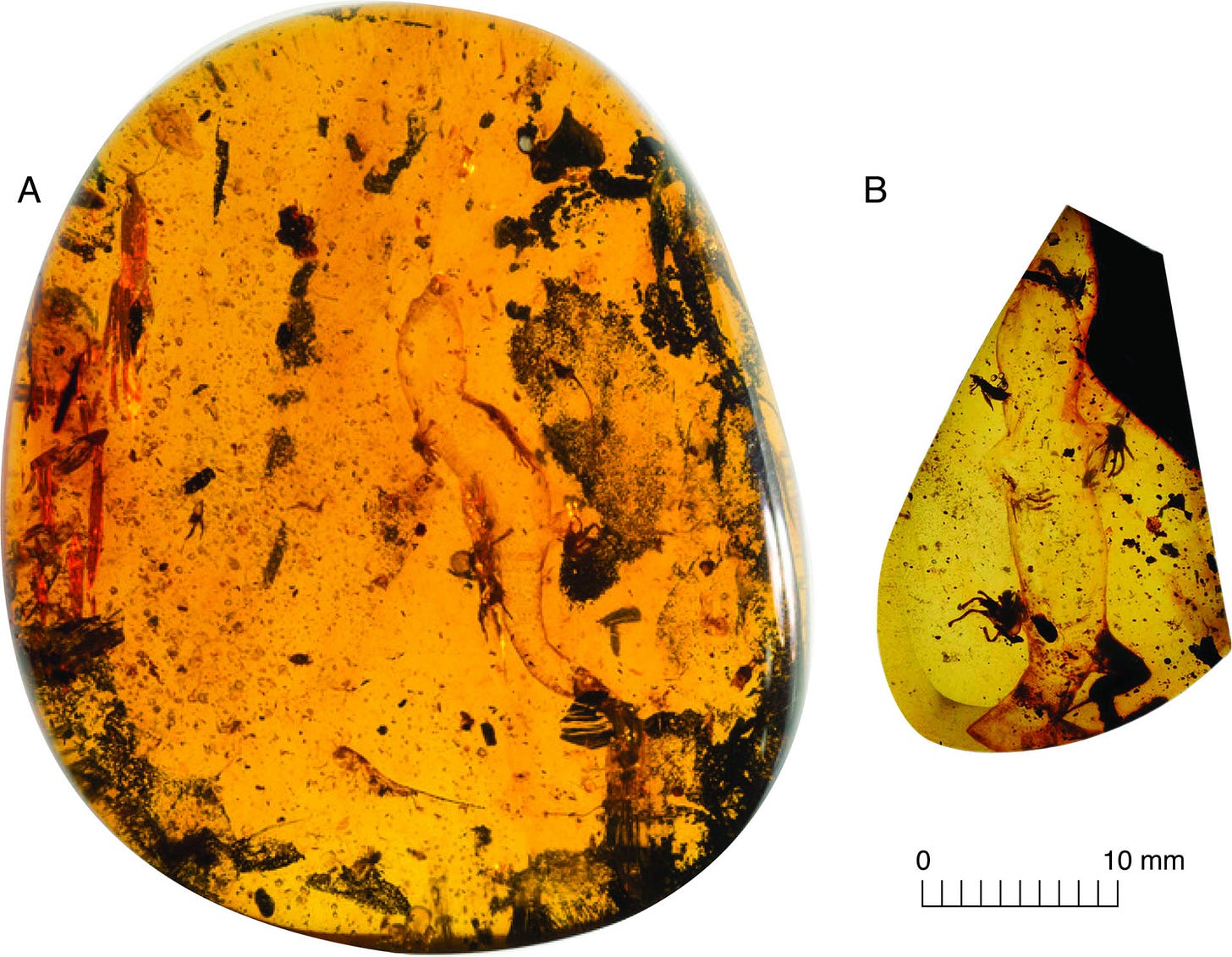 The holotype (A) and paratype (B) specimens of Carinasquama rusmithii in ventral view. Image credit: Daza et al., doi: 10.3897/sjp.145.188227. The holotype (A) and paratype (B) specimens of Carinasquama rusmithii in ventral view. Image credit: Daza et al., doi: 10.3897/sjp.145.188227.