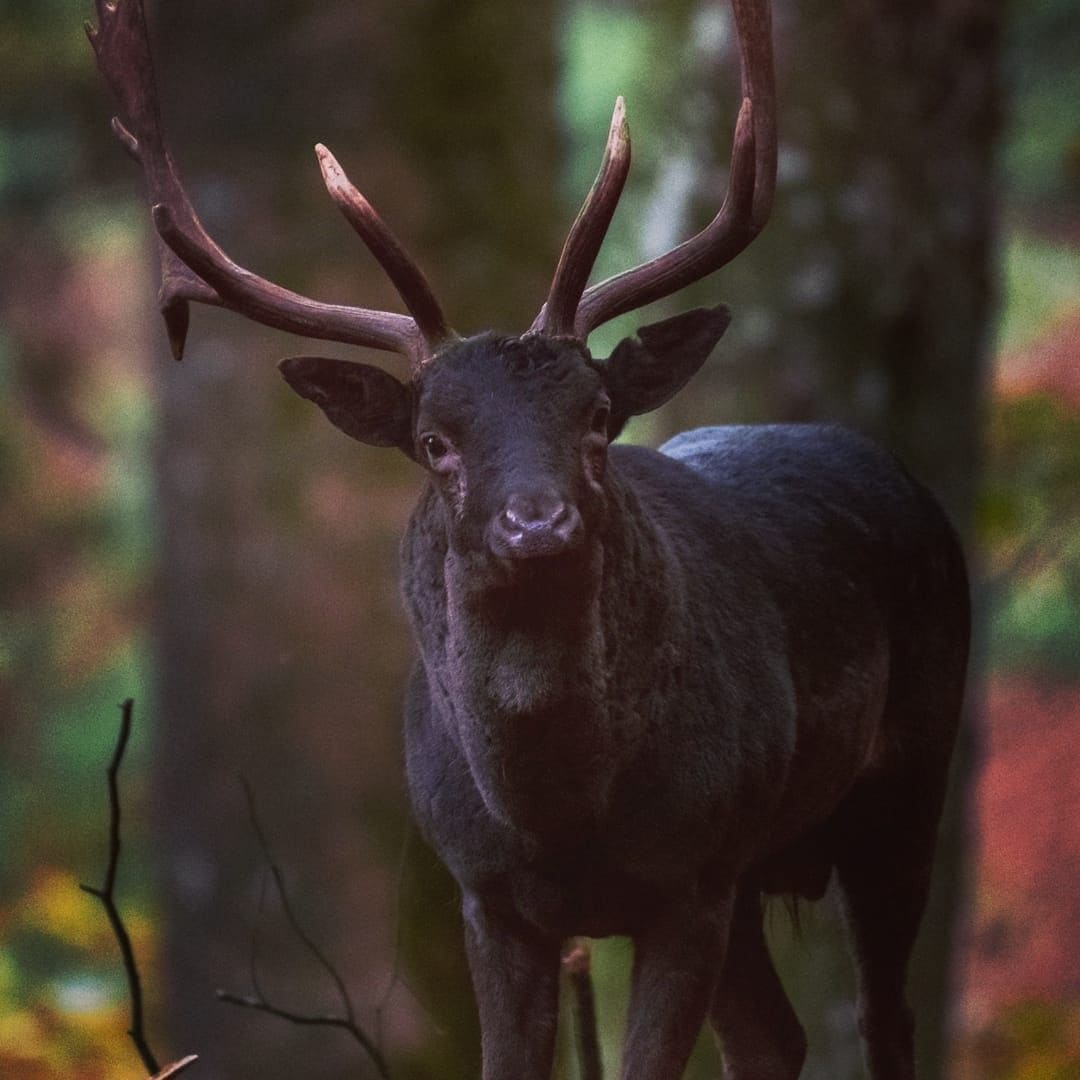 Black Fallow Stag in Dawlish Park, Exeter