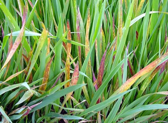 Barley yellow dwarf viruses (barley yellow dwarf) | CABI Compendium Barley yellow dwarf viruses (barley yellow dwarf) | CABI Compendium