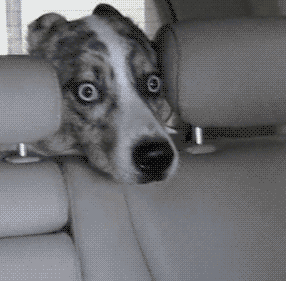 shocked fuck my life GIF shocked fuck my life GIF