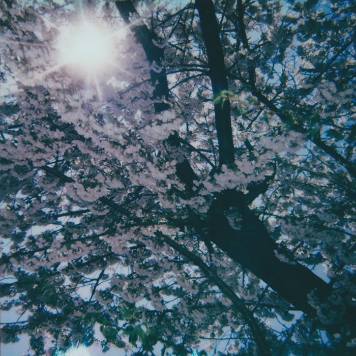 Spring bloom