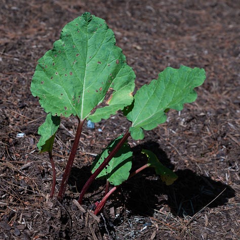 A triptych showing three different red stemmed rhubarb plants with large ruffled green leaves.
