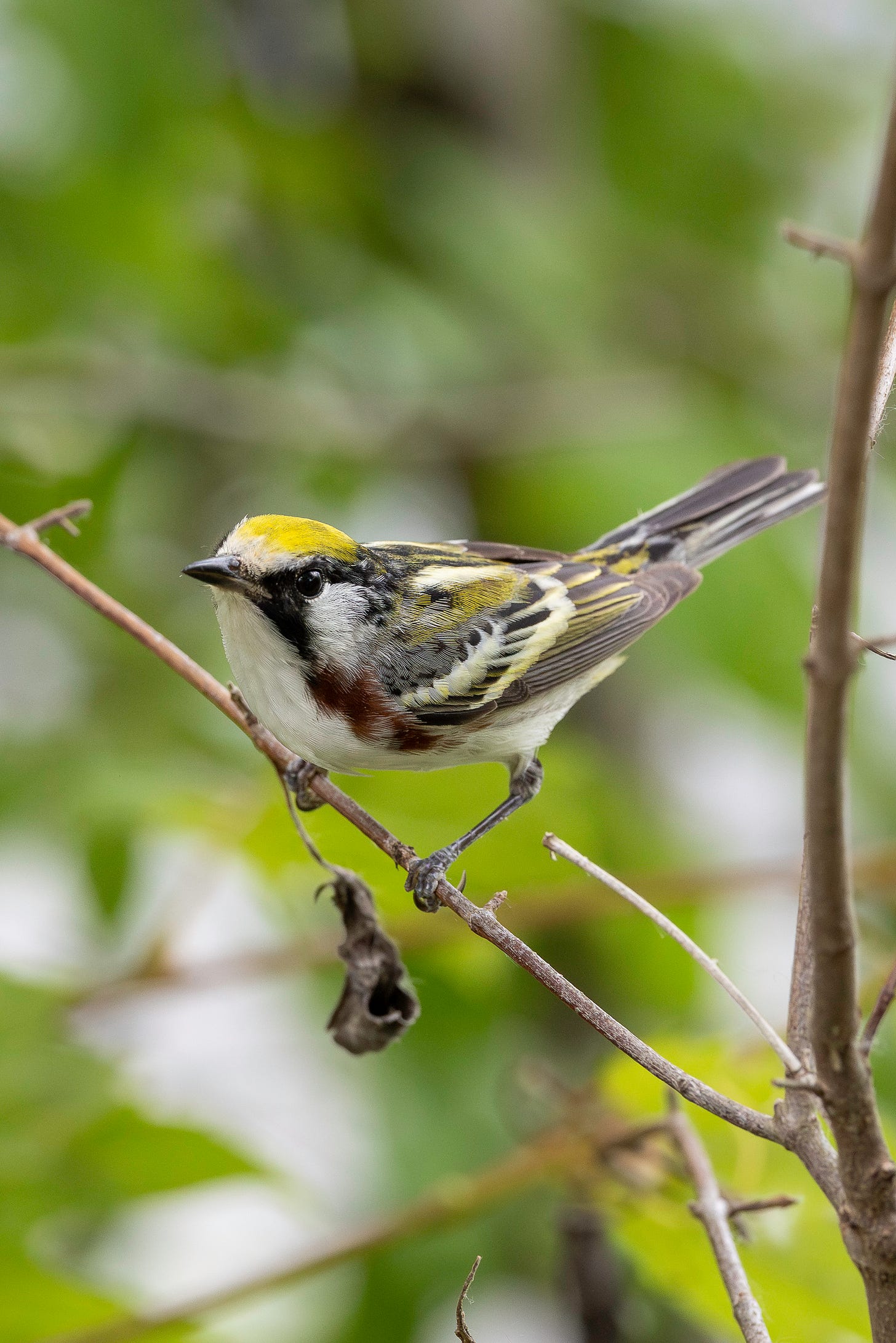 A tiny white bird with black barred wings, a yellow cap, streaks of yellow on the wings, a distintive brown patch on either side of its breast and a tiny black beak is perched on a bare branch on a warm spring day. The background is pleasantly-blurred green foliage.