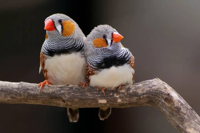 Zebra Finches Dream a Little Dream of Melody