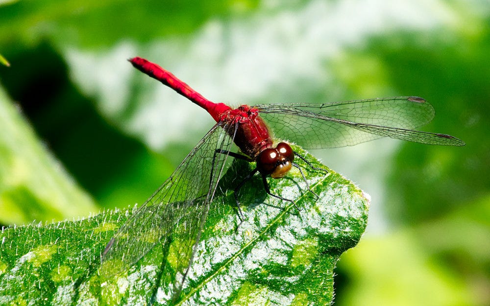 White-faced Meadowhawk
