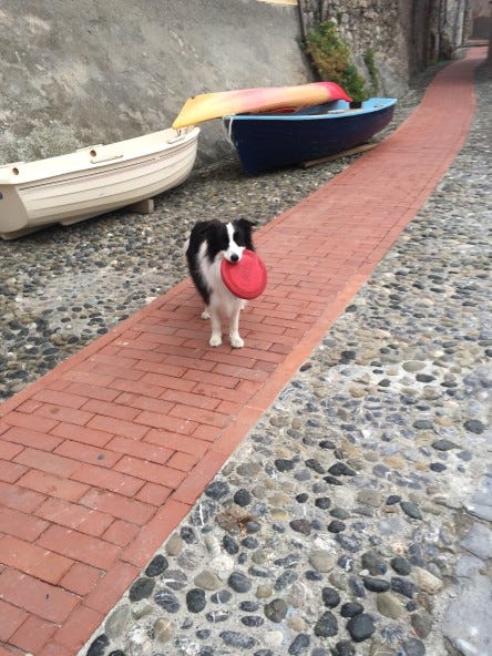 smart dog with frisbee in tellaro smart dog with frisbee in tellaro