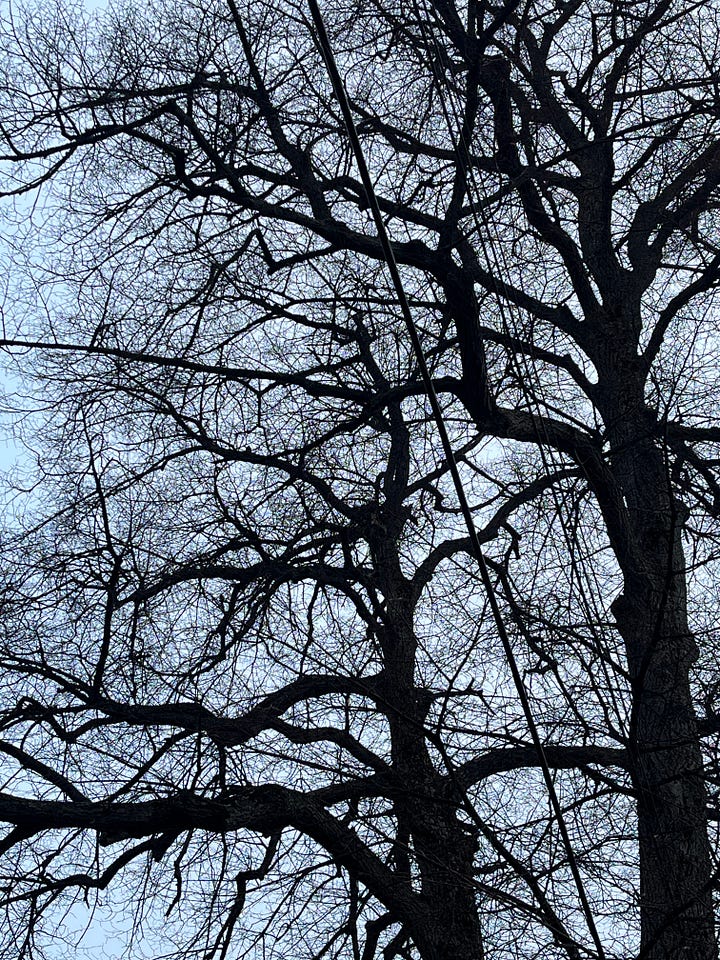 two photos: one of a leaf-less tree in the early morning light. the other is a gnarly old turnip on the sidewalk.