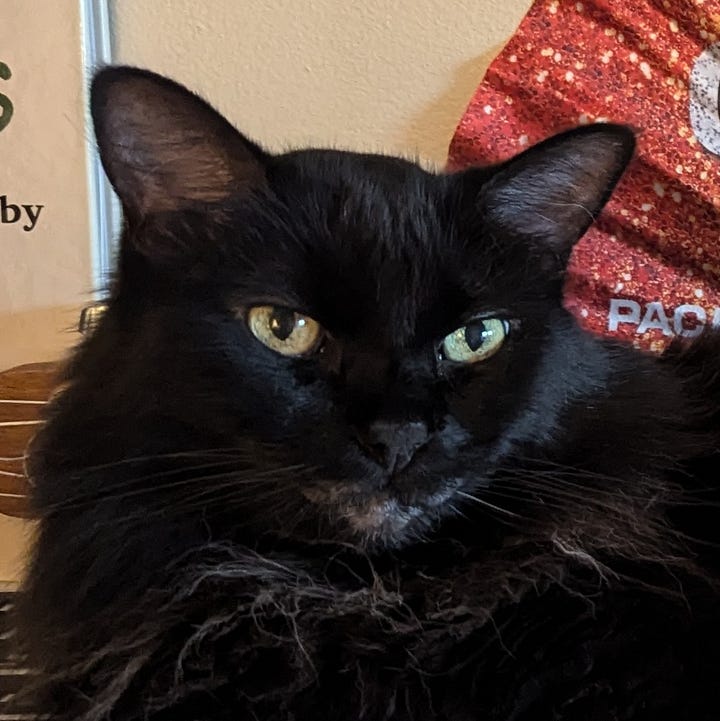 A gallery of 4 pictures of Bixby, close crop photos of his face looking regal and relaxed
