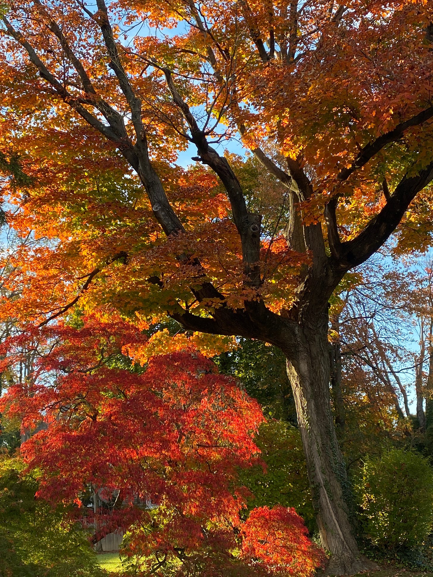a tree with red and orange leaves