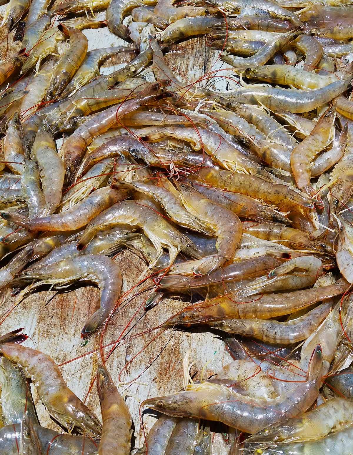 Gulf shrimp on a culling board. 