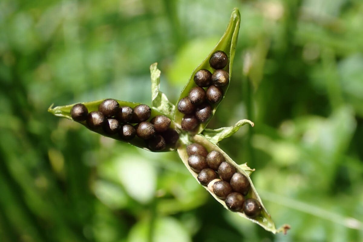 Pop! 13 Garden Plants with Exploding Seeds