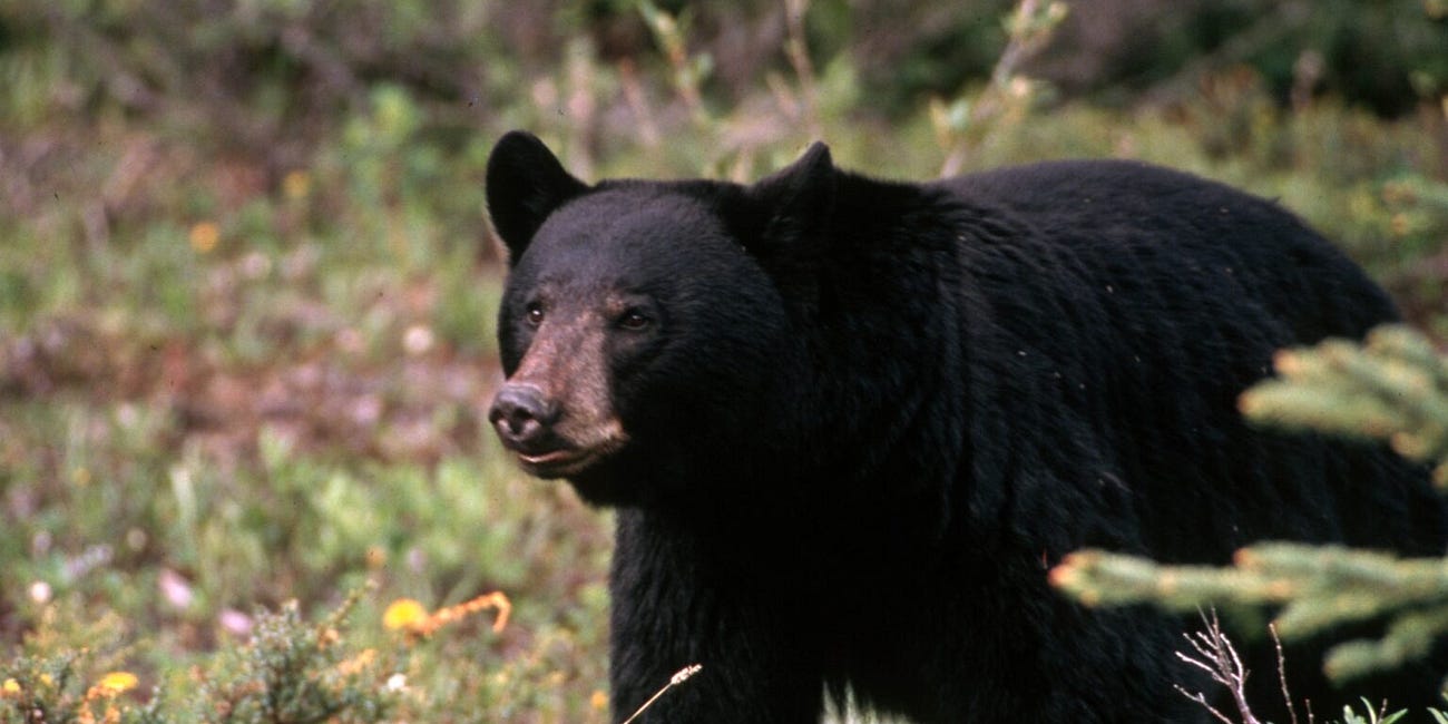 Update on Black Bear Killed Near Red Lodge After Attacking Girl Inside Tent