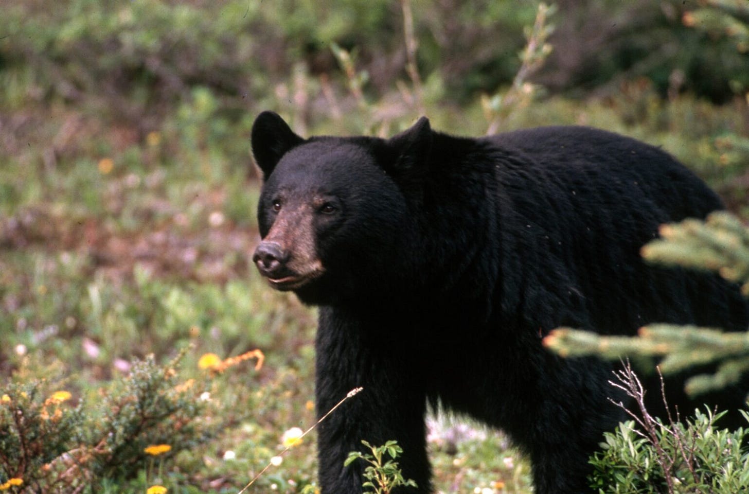 An adult American black bear. Credit: (U.S. Forest Service)