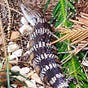 Blue Tongue's avatar