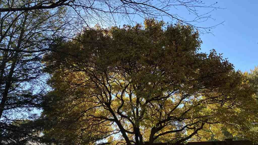 A majestic Magnolia tree with its yellowish foliage against a clear blue sky, surrounded by evergreens, The majestic silhouette of a Magnolia tree against a clear blue sky, symbolizing resilience and life amidst change, My Forever Son, Healing from Grief: Nature's Resilience and Hope