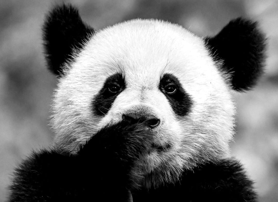 A panda cub covers its mouth with its paw.