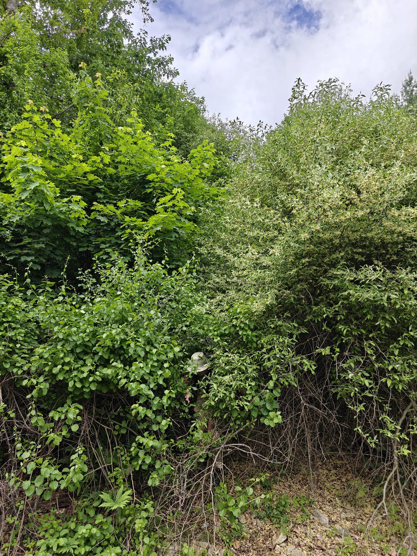 A Trek Along the Cocheco Railroad