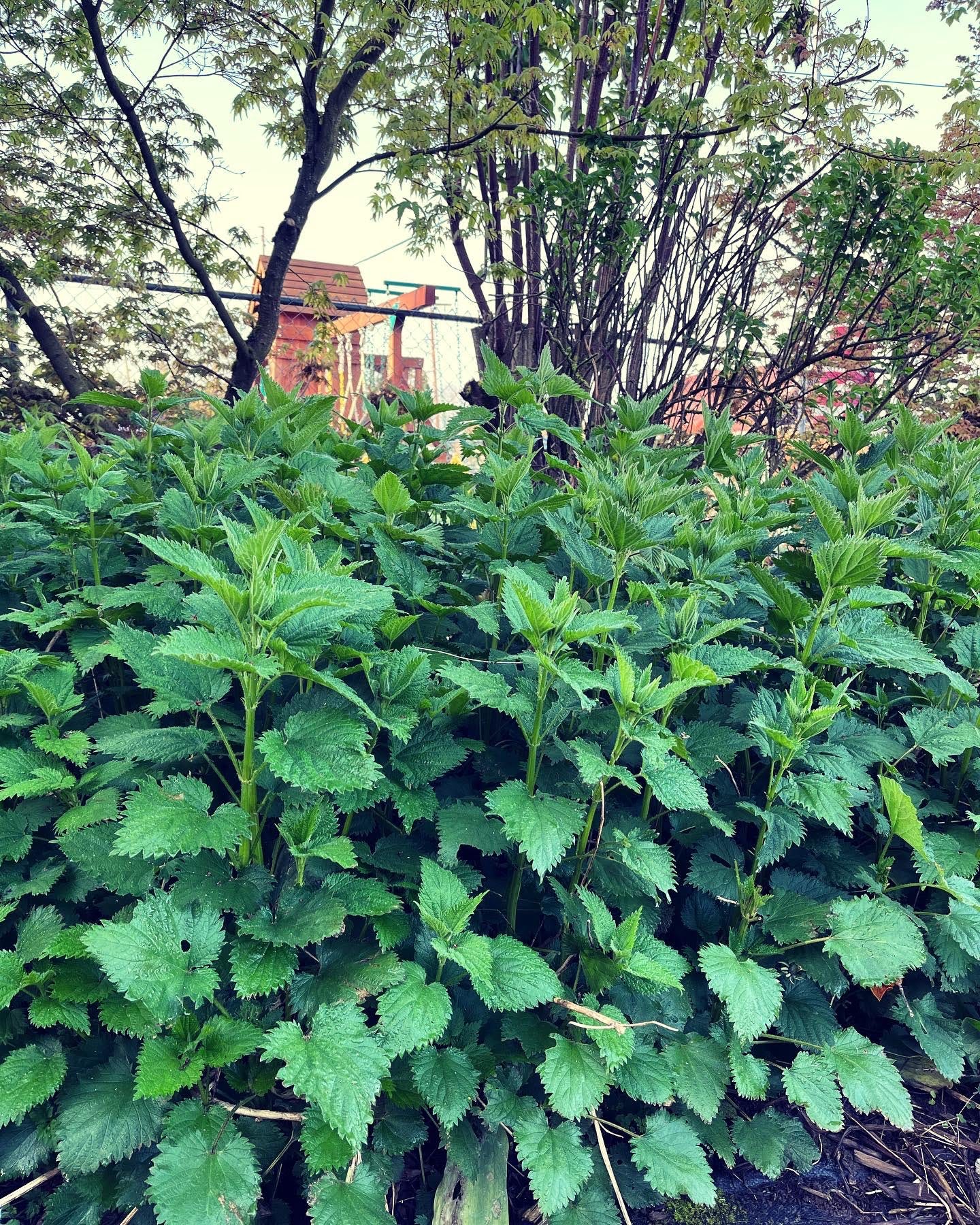 Nettles in the shade