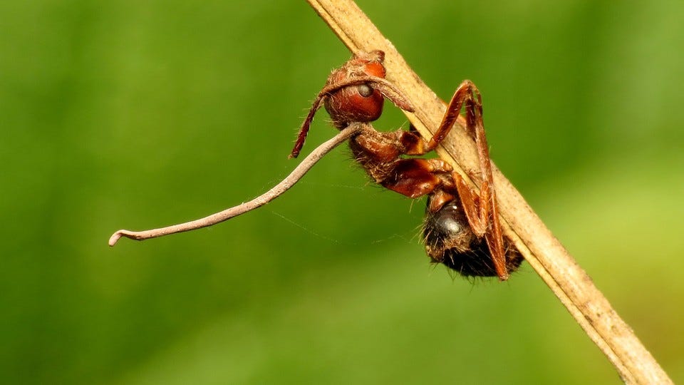 The Zombie Fungus Takes Over Ants' Bodies to Control Their Minds - The  Atlantic