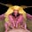 Wordy Ramblings's avatar