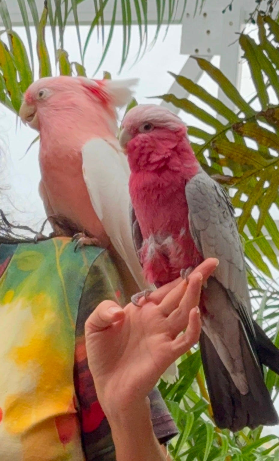 #30 Parrot Gazette: The Best Parrots As Pets - Parrot Bliss