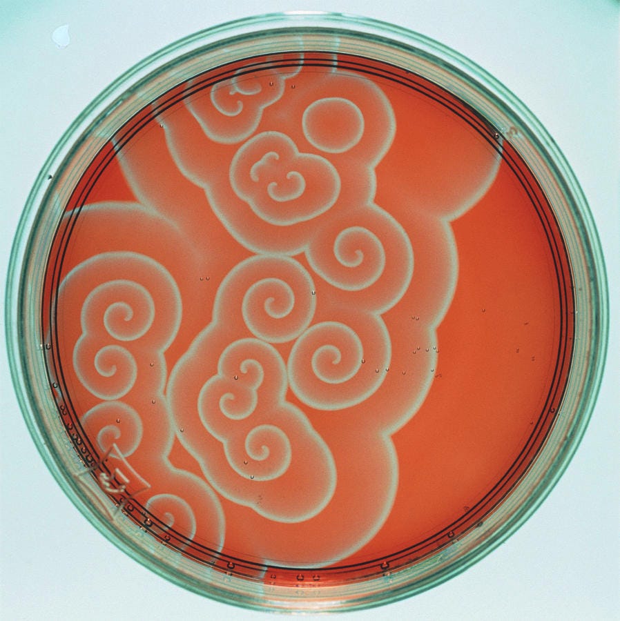Belousov-zhabotinsky Reaction In Dish Photograph by Science Photo Library - Fine Art America Belousov-zhabotinsky Reaction In Dish Photograph by Science Photo Library - Fine Art America