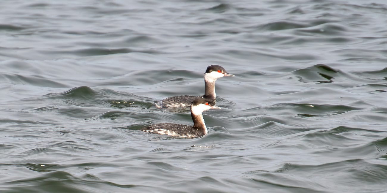 Popham Beach Horned Grebe