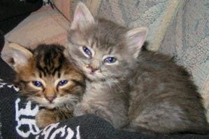 Chase_And_Kali_Kittens_Interactive_Playtime Chase_And_Kali_Kittens_Interactive_Playtime
