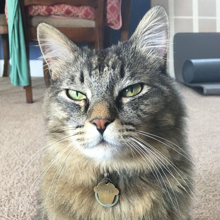 A gallery of four close face photos of Muffin from images from the post.
