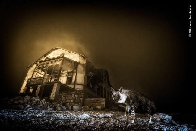 Une hyène dont le pelage, brun et blanc, évoque un loup, semble poser sur la photo, à côté d'une maison de bois déserte, éclairée par le soleil couchant, la maison semble en feu Une hyène dont le pelage, brun et blanc, évoque un loup, semble poser sur la photo, à côté d'une maison de bois déserte, éclairée par le soleil couchant, la maison semble en feu