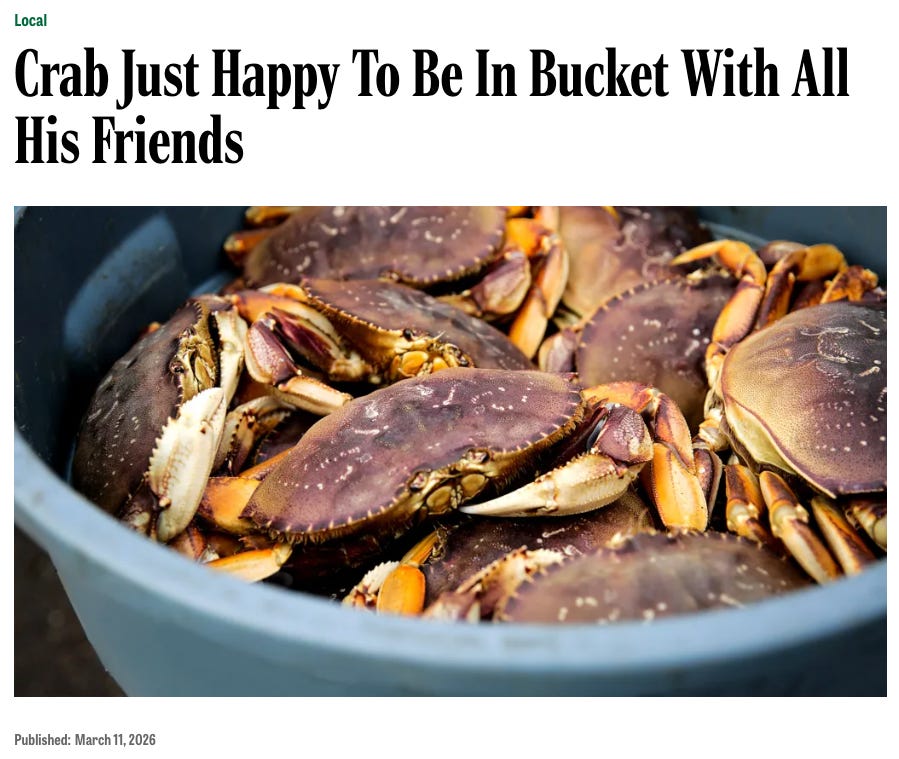 Screenshot of a satirical news article headlined "Crab Just Happy To Be In Bucket With All His Friends," published March 11, 2026, under the category "Local." The accompanying photo shows a large blue bucket filled with live Dungeness crabs.