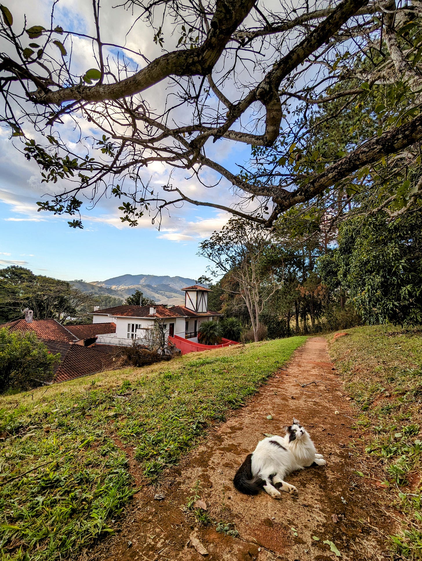 The view of a path leading to a Brazilian guesthouse surrounded by trees and mountains. On the path lies a white cat with black marks looking up at a tree.