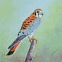 american kestrel's avatar