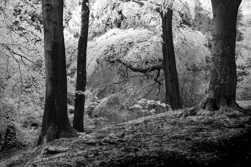 IR Trees A Day -5.jpg