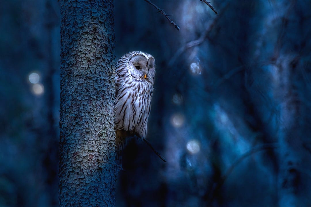 an owl is perched on a tree branch an owl is perched on a tree branch