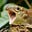 Hot Shrew's avatar