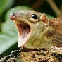 Hot Shrew's avatar