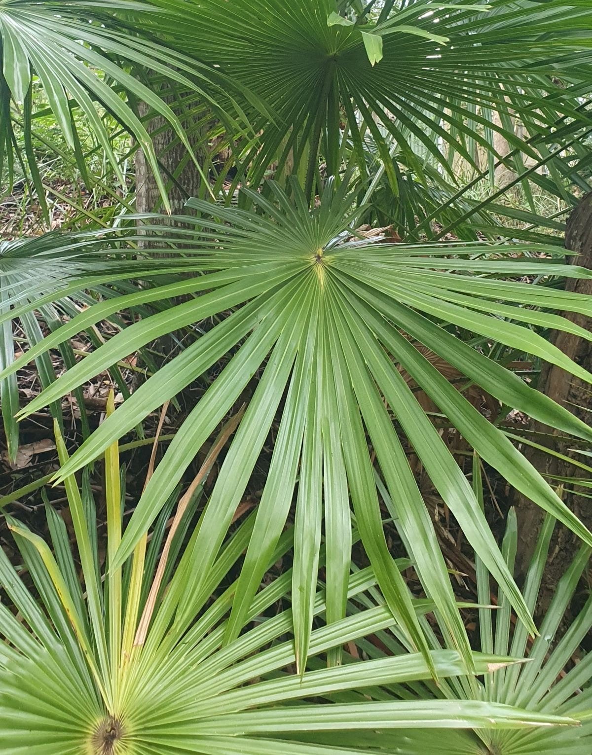 cabbage tree palm