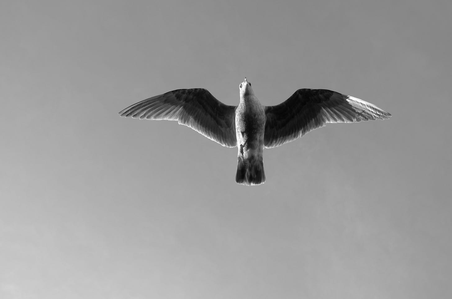 bird overhead