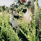 Beauty, Darkness, and Dairy Goats