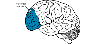 Neural Control of Stress – Foundations ...