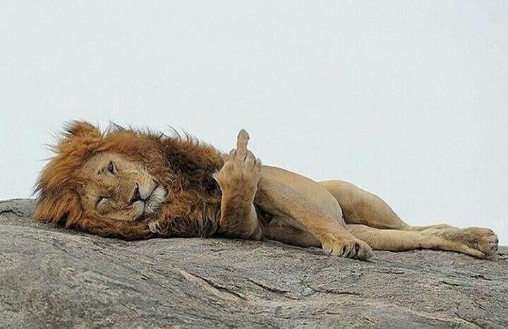 This may contain: a lion laying on top of a large rock