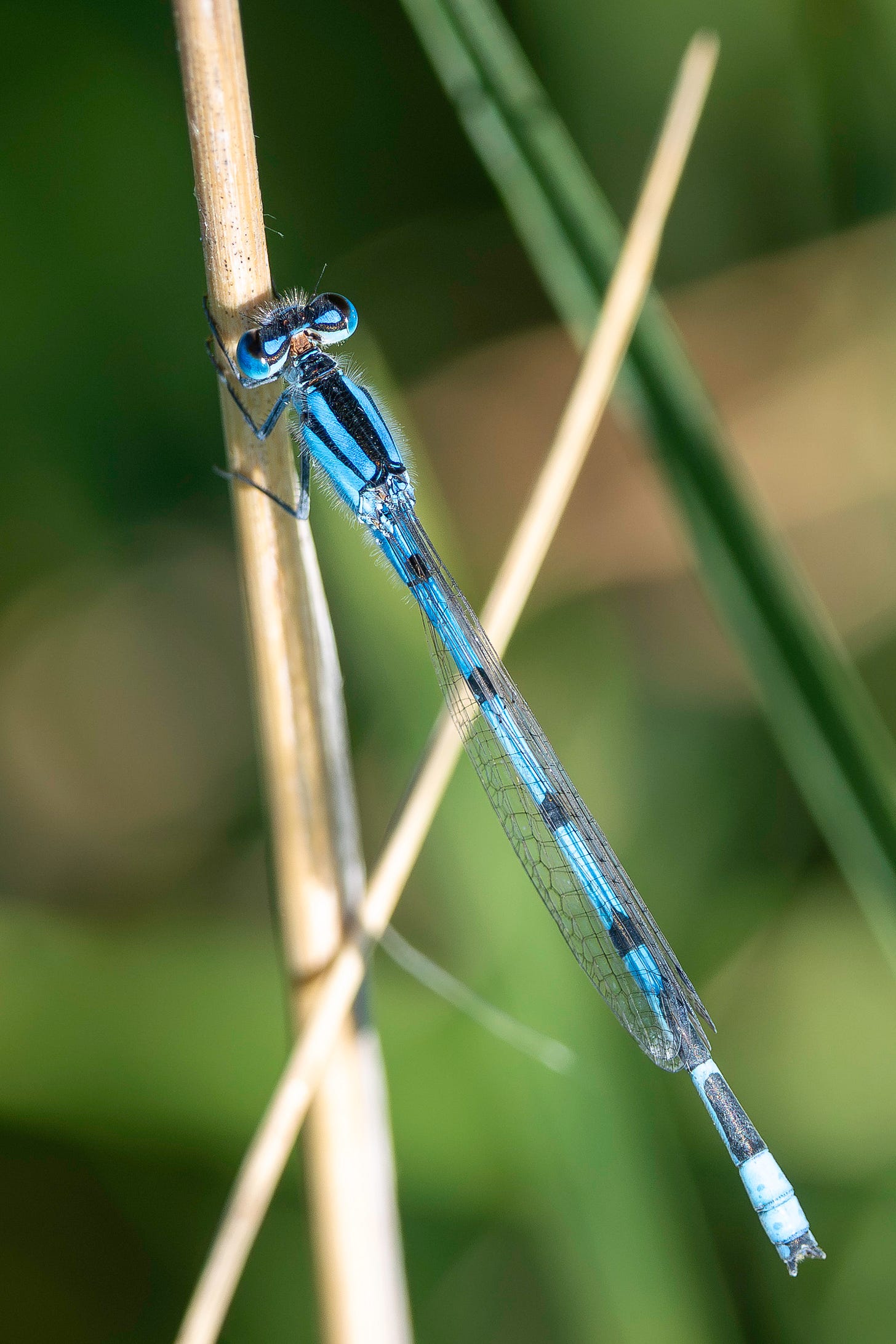 A narrow bright blue and black striped damselfly is perched on a dry, brown twig in the grass on a sunny, summer day.