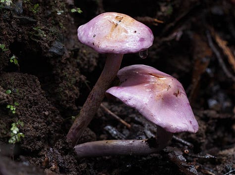 Phlegmacium sp. 'Eucalypt purple'