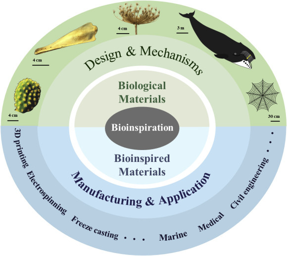 Biological and bioinspired materials: Structure leading to functional and  mechanical performance - ScienceDirect