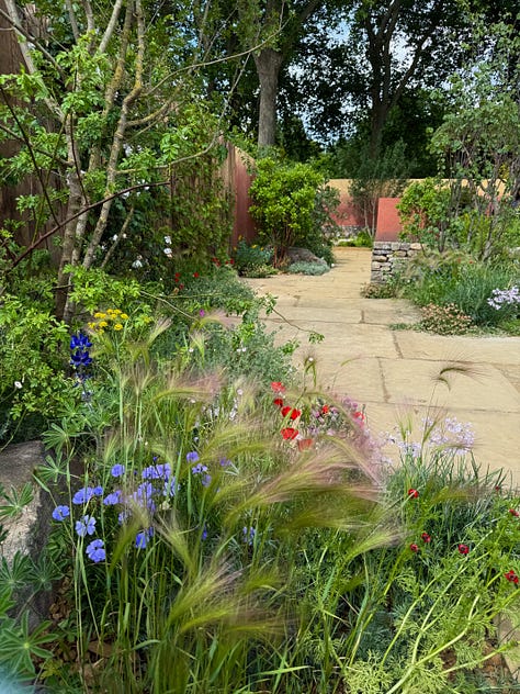 multi-stemmed trees of various species in gardens at the chelsea flower show