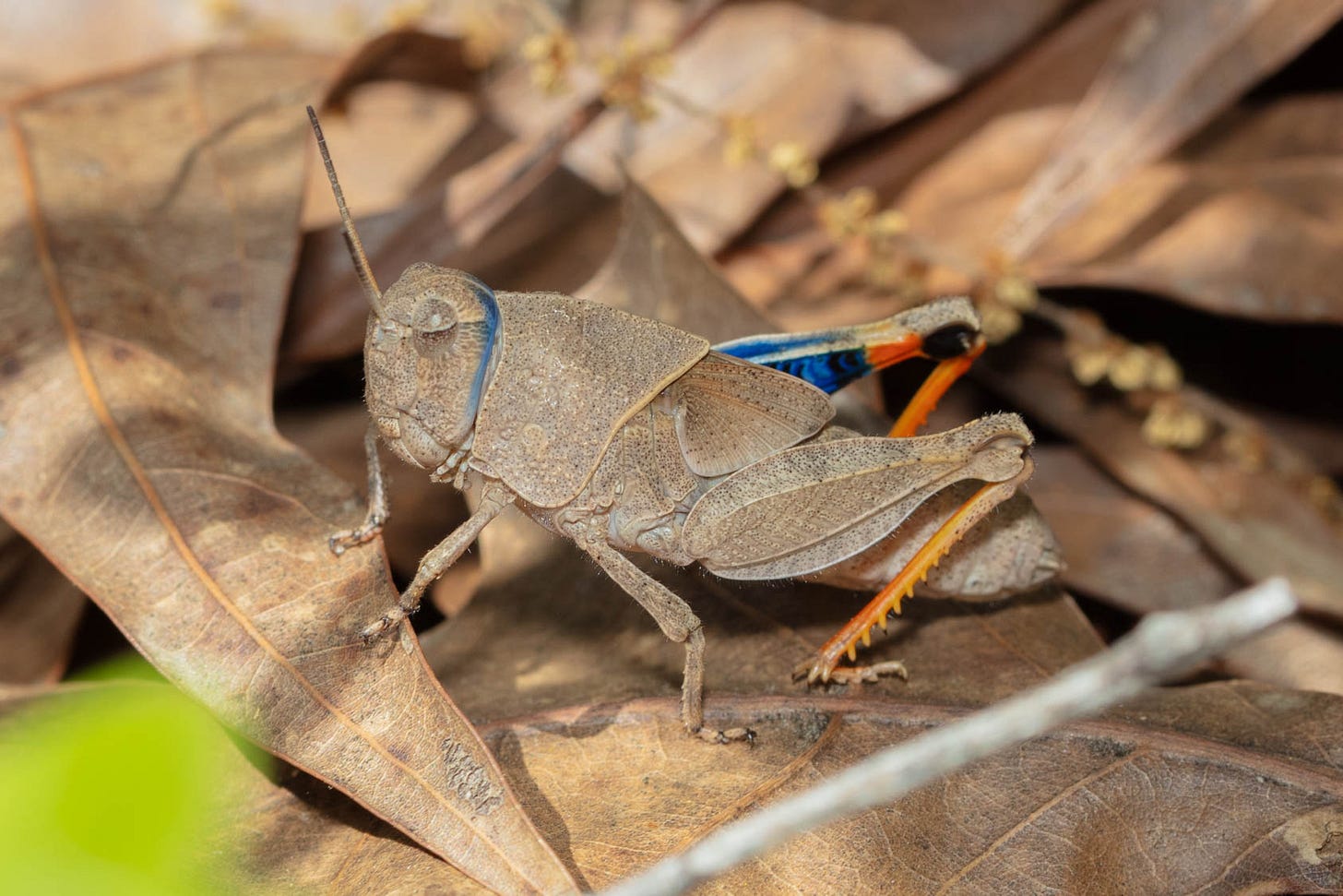 A beige grasshopper with some blue and orange markings, as described in the text. The grasshopper is sitting on some leaves.