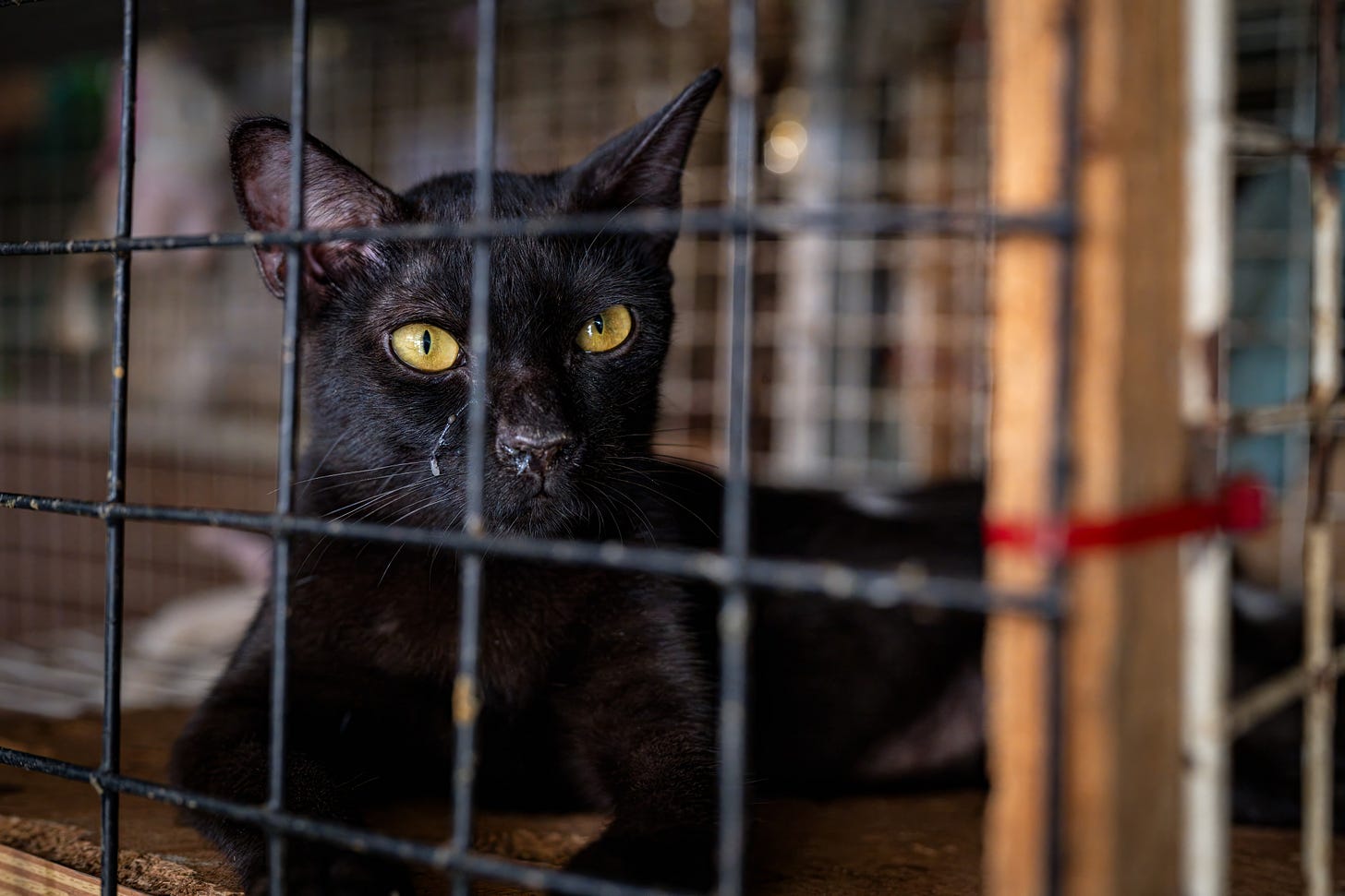 Black cat in a shelter cage